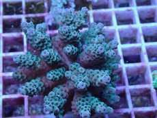 画像1: No.146 フィジー産 カドエダミドリイシ (1)