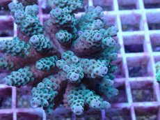 画像2: No.146 フィジー産 カドエダミドリイシ (2)