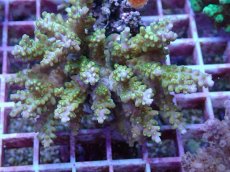 画像2: No.147 フィジー産 スゲミドリイシ (2)