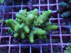 画像1: No.148 フィジー産 ツツユビミドリイシ (1)