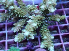 画像2: No.149 浅場ミドリイシ (2)