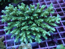 画像1: No.150 ツツハナガサミドリイシ (1)