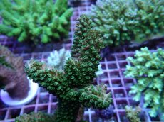 画像2: No.151 オーストラリア産 ヤスリミドリイシ (2)