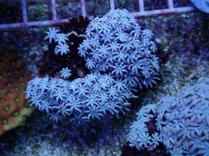 画像1: No.152 フィジー産 クダサンゴ (1)