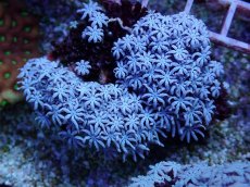 画像2: No.152 フィジー産 クダサンゴ (2)