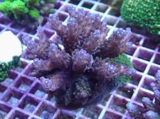 画像1: No.153 フィジー産 浅場ミドリイシ (1)