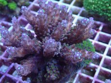 画像2: No.153 フィジー産 浅場ミドリイシ (2)