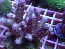 画像2: No.154 フィジー産 ツツユビミドリイシ (2)