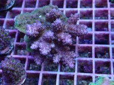 画像1: No.155 フィジー産 浅場ミドリイシ (1)