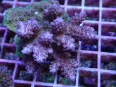 画像2: No.155 フィジー産 浅場ミドリイシ (2)