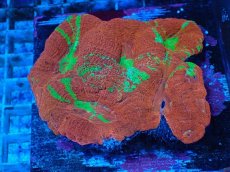 画像1: No.1 オーストラリア産 オオトゲキクメイシ (1)