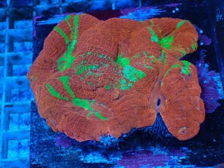 No.1 オーストラリア産 オオトゲキクメイシを買うならアクアスタイル