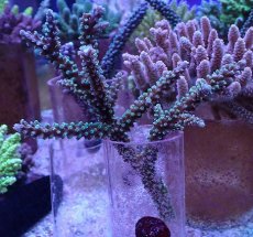 画像1: No.157 トゲスギノキミドリイシ (1)