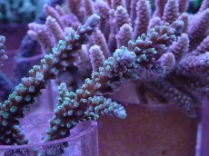 画像2: No.157 トゲスギノキミドリイシ (2)