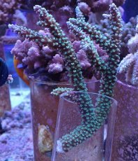 画像1: No.158 トゲスギノキミドリイシ (1)