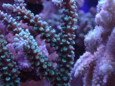 画像2: No.158 トゲスギノキミドリイシ (2)