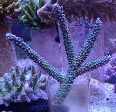 画像1: No.159 トゲスギノキミドリイシ (1)