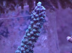 画像2: No.159 トゲスギノキミドリイシ (2)