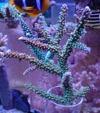 画像1: No.160 トゲスギノキミドリイシ (1)