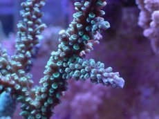 画像2: No.160 トゲスギノキミドリイシ (2)