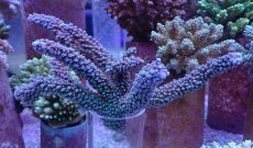 画像1: No.161 トゲスギノキミドリイシ (1)