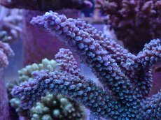 画像2: No.161 トゲスギノキミドリイシ (2)