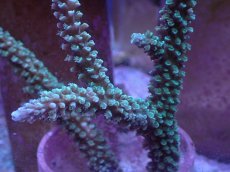 画像2: No.162 トゲスギノキミドリイシ (2)