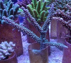 画像1: No.163 トゲスギノキミドリイシ (1)