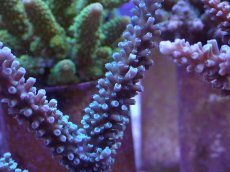 画像2: No.163 トゲスギノキミドリイシ (2)