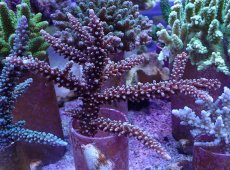 画像1: No.164 トゲスギノキミドリイシ (1)