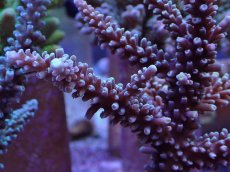 画像2: No.164 トゲスギノキミドリイシ (2)