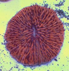 画像1: No.10 クサビライシ オレンジ (1)