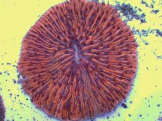 画像2: No.10 クサビライシ オレンジ (2)