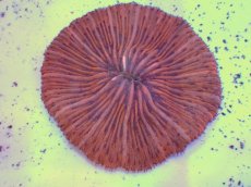 画像1: No.11 クサビライシ オレンジ (1)