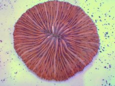 画像2: No.11 クサビライシ オレンジ (2)