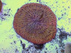 画像1: No.12 クサビライシ オレンジ (1)