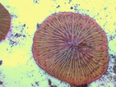 画像2: No.12 クサビライシ オレンジ (2)