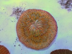 画像1: No.13 クサビライシ オレンジ (1)