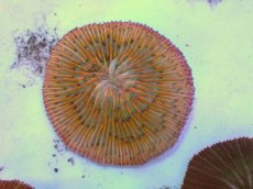 画像2: No.13 クサビライシ オレンジ (2)