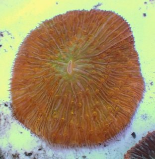 No.11 クサビライシ オレンジを買うならアクアスタイルユー 大阪の