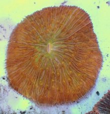 画像2: No.14 クサビライシ オレンジ (2)