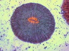 画像1: No.15 クサビライシ コアオレンジ (1)