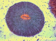 画像2: No.15 クサビライシ コアオレンジ (2)