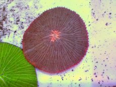 画像1: No.16 クサビライシ コアオレンジ (1)