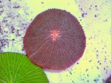 画像2: No.16 クサビライシ コアオレンジ (2)