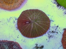 画像1: No.17 クサビライシ スペシャルカラー (1)