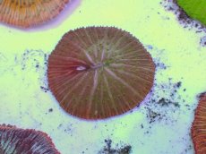 画像2: No.17 クサビライシ スペシャルカラー (2)