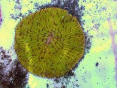 画像1: No.18 クサビライシ スペシャルカラー (1)