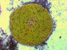 画像2: No.18 クサビライシ スペシャルカラー (2)