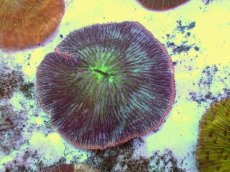 画像1: No.19 クサビライシ スペシャルカラー (1)